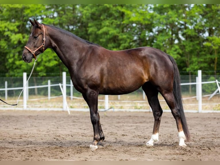 Hannover Giumenta 13 Anni 165 cm Sauro scuro in Rechnitz