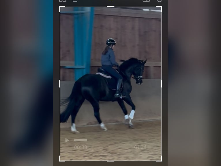 Hannover Giumenta 13 Anni 166 cm Morello in Litzendorf