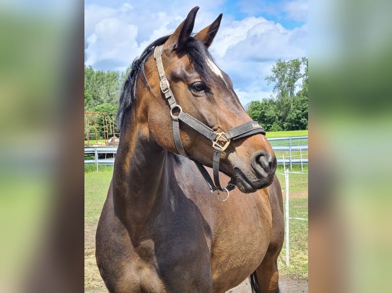 Hannover Giumenta 13 Anni 167 cm Baio in Groß-Umstadt