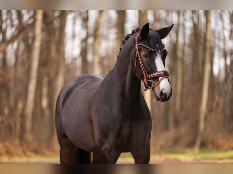 Hannover Giumenta 13 Anni 167 cm Baio scuro in Wehringen