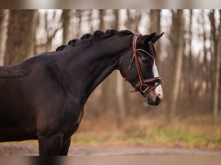 Hannover Giumenta 13 Anni 167 cm Baio scuro in Wehringen