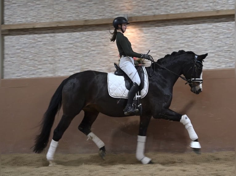 Hannover Giumenta 13 Anni 167 cm Baio scuro in Wehringen