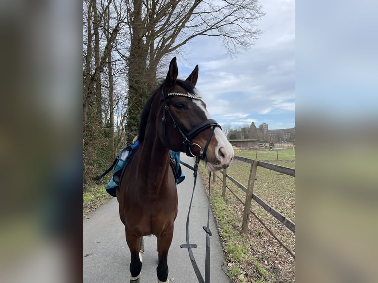 Hannover Giumenta 13 Anni 168 cm Baio in Münster