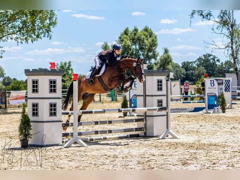 Hannover Giumenta 13 Anni 168 cm Baio in Münster