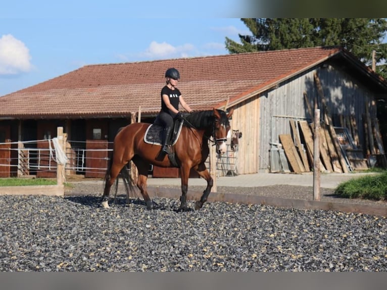 Hannover Giumenta 13 Anni 168 cm Baio in Sulzberg