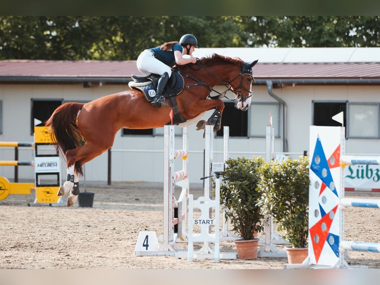 Hannover Giumenta 13 Anni 168 cm Sauro in G&#xF6;ttingen