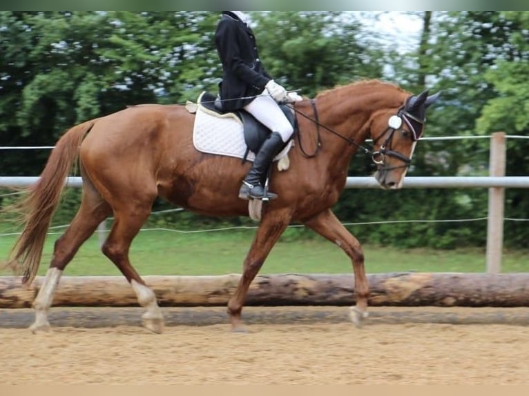 Hannover Giumenta 13 Anni 168 cm Sauro ciliegia in Oberostendorf