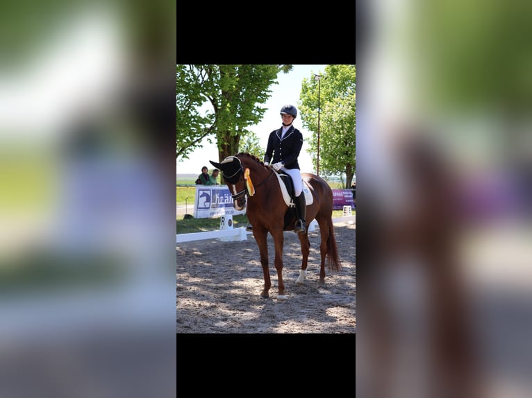 Hannover Giumenta 13 Anni 168 cm Sauro scuro in Kleinbundenbach