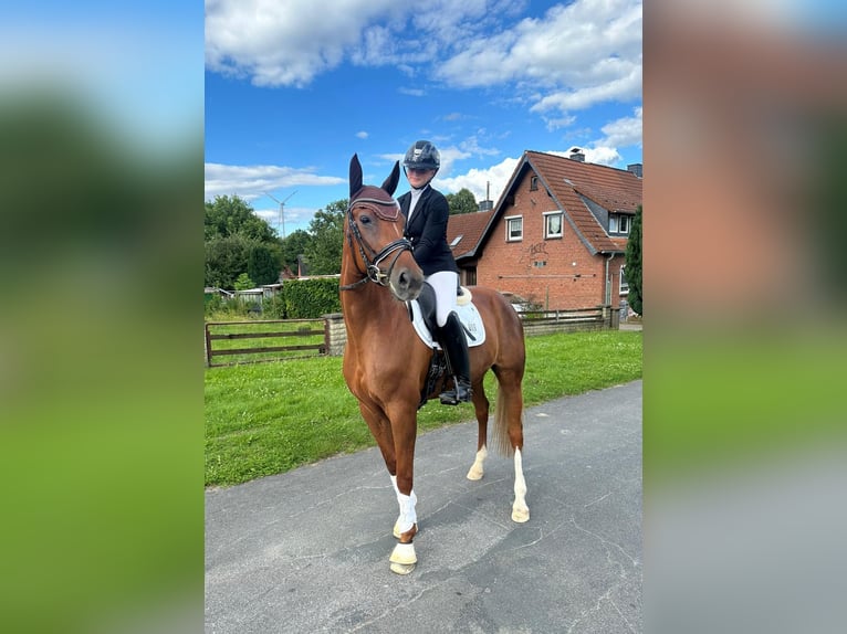 Hannover Giumenta 13 Anni 169 cm Sauro in Seesen