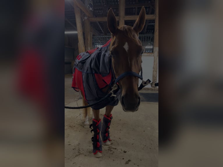 Hannover Giumenta 13 Anni 169 cm Sauro in Seesen
