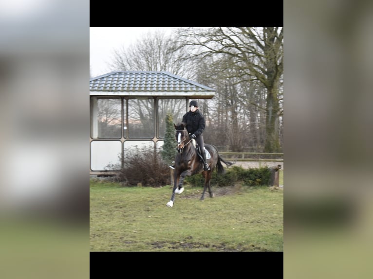 Hannover Giumenta 13 Anni 170 cm Baio scuro in Todesfelde