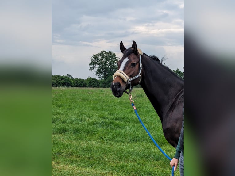Hannover Giumenta 13 Anni 170 cm Baio scuro in Todesfelde