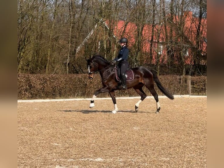 Hannover Giumenta 13 Anni 170 cm Baio scuro in Todesfelde