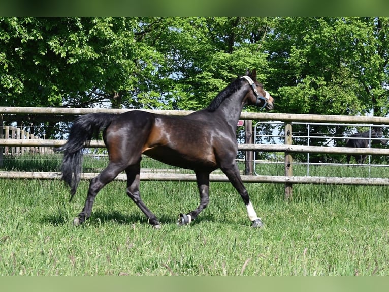 Hannover Giumenta 13 Anni 170 cm Baio scuro in Todesfelde