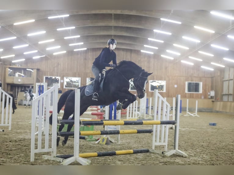 Hannover Giumenta 13 Anni 170 cm Baio scuro in Todesfelde