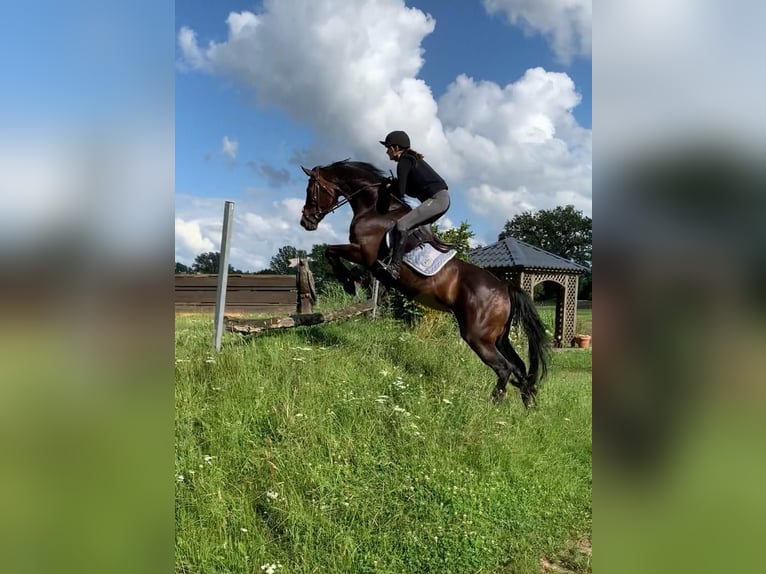 Hannover Giumenta 13 Anni 170 cm Baio scuro in Todesfelde