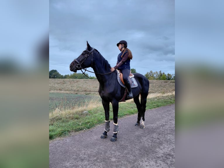 Hannover Giumenta 13 Anni 170 cm Baio scuro in Könnern