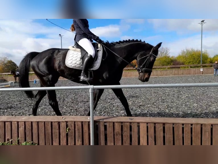 Hannover Giumenta 13 Anni 170 cm Baio scuro in Könnern