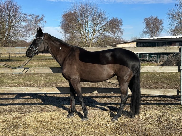 Hannover Giumenta 13 Anni 170 cm Morello in Hildesheim