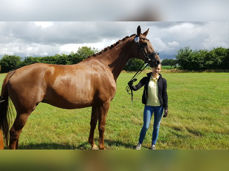 Hannover Giumenta 13 Anni 170 cm Sauro scuro in Scheeßel