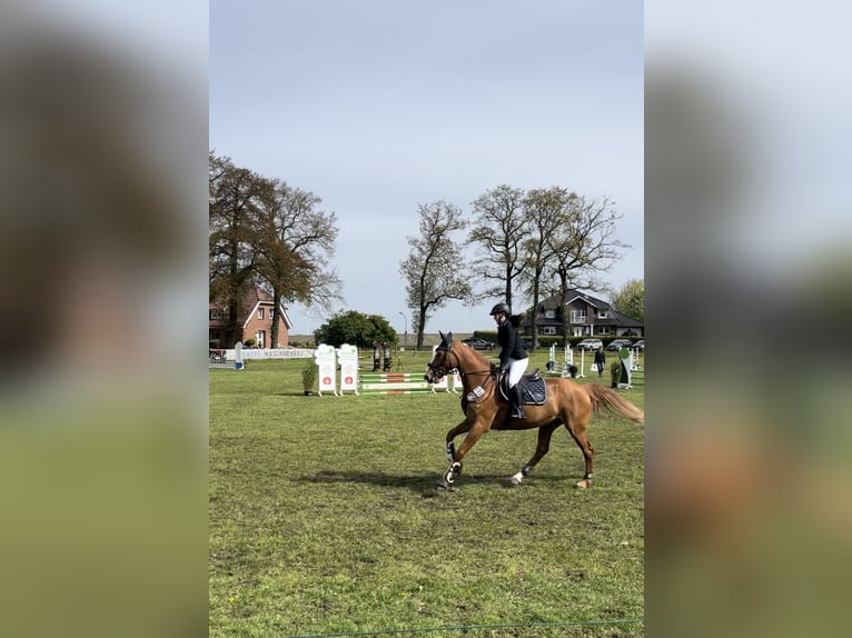 Hannover Giumenta 13 Anni 170 cm Sauro scuro in Bremen
