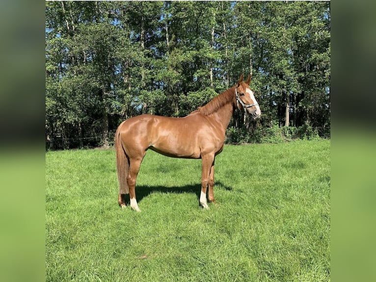 Hannover Giumenta 13 Anni 170 cm Sauro scuro in Bremen