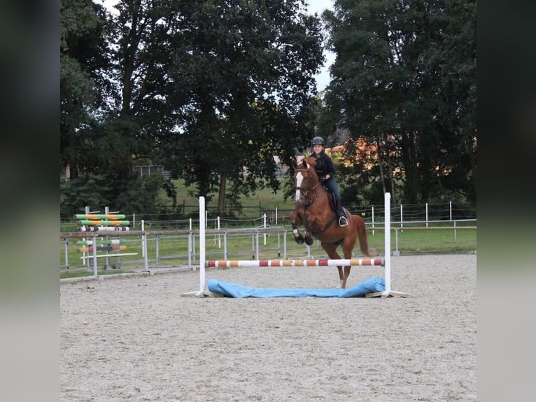Hannover Giumenta 13 Anni 170 cm Sauro scuro in Bremen