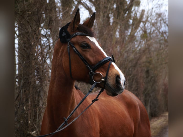 Hannover Giumenta 13 Anni 172 cm Baio chiaro in Karlsfeld