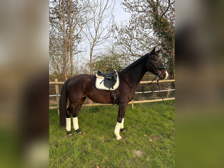 Hannover Giumenta 13 Anni 172 cm Baio scuro in Erwitte