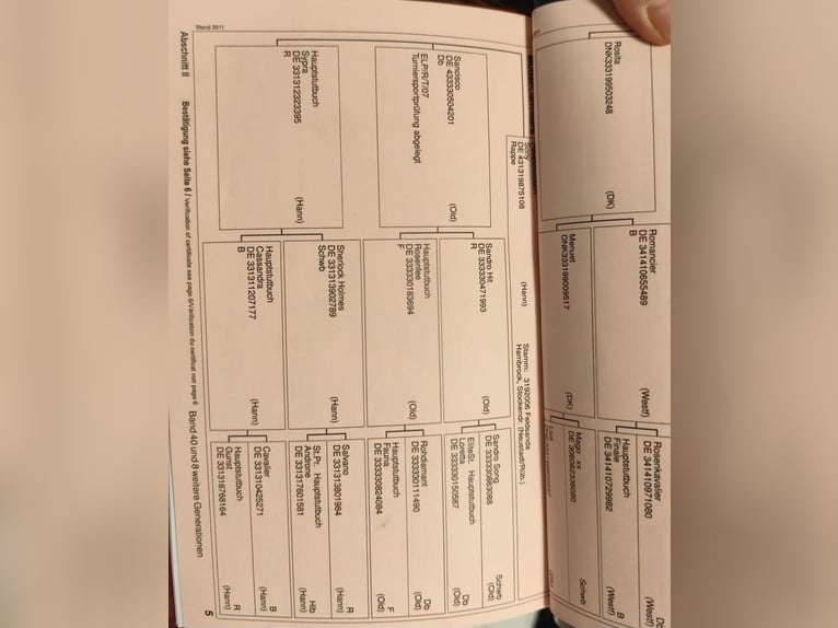 Hannover Giumenta 13 Anni 172 cm Baio scuro in Erwitte