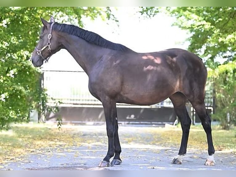 Hannover Giumenta 13 Anni 172 cm Baio scuro in Vettwei&#xDF;