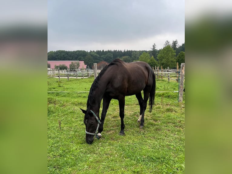 Hannover Giumenta 13 Anni 172 cm in Starnberg