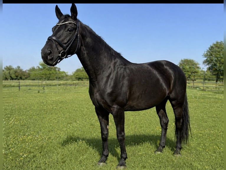 Hannover Giumenta 13 Anni 172 cm Morello in Stadtlohn