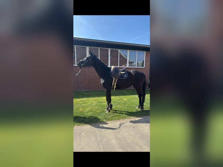 Hannover Giumenta 13 Anni 172 cm Morello in Stadtlohn