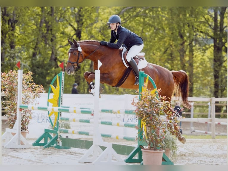 Hannover Giumenta 13 Anni 172 cm Sauro scuro in Hanstedt