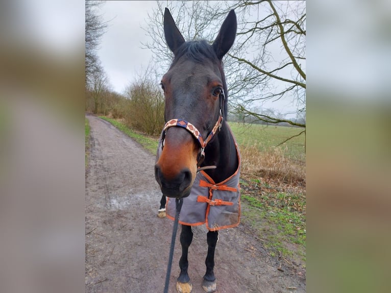 Hannover Giumenta 13 Anni 173 cm in M&#xFC;nster