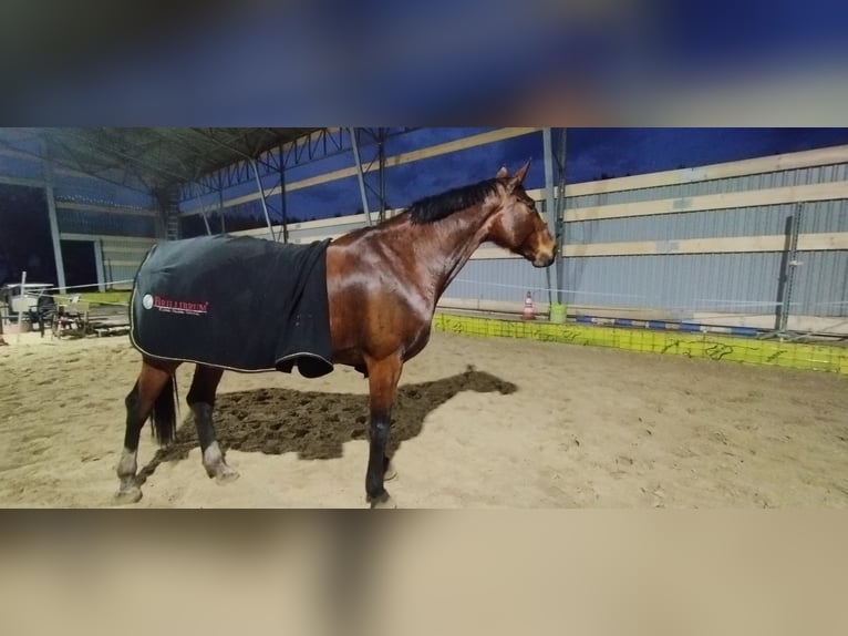 Hannover Giumenta 13 Anni 174 cm Baio in Marienthal