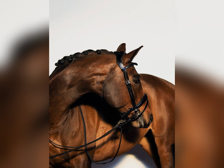 Hannover Giumenta 13 Anni 174 cm Baio in Marienthal
