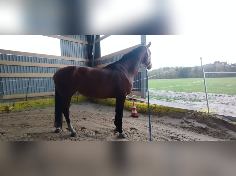 Hannover Giumenta 13 Anni 174 cm Baio in Marienthal