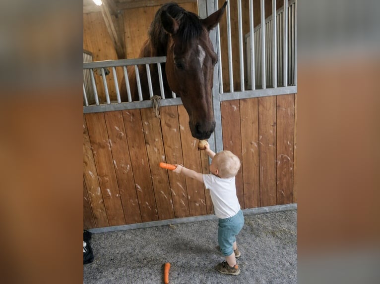 Hannover Giumenta 13 Anni 174 cm Baio in Marienthal