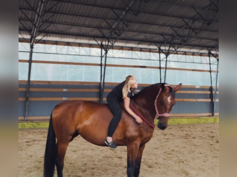 Hannover Giumenta 13 Anni 174 cm Baio in Marienthal