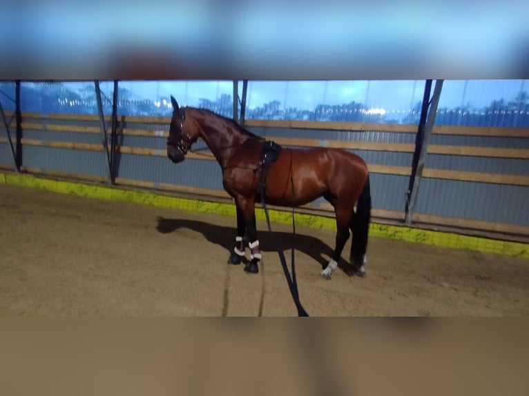 Hannover Giumenta 13 Anni 174 cm Baio in Marienthal