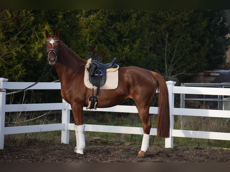 Hannover Giumenta 13 Anni 174 cm Sauro scuro in Dätgen
