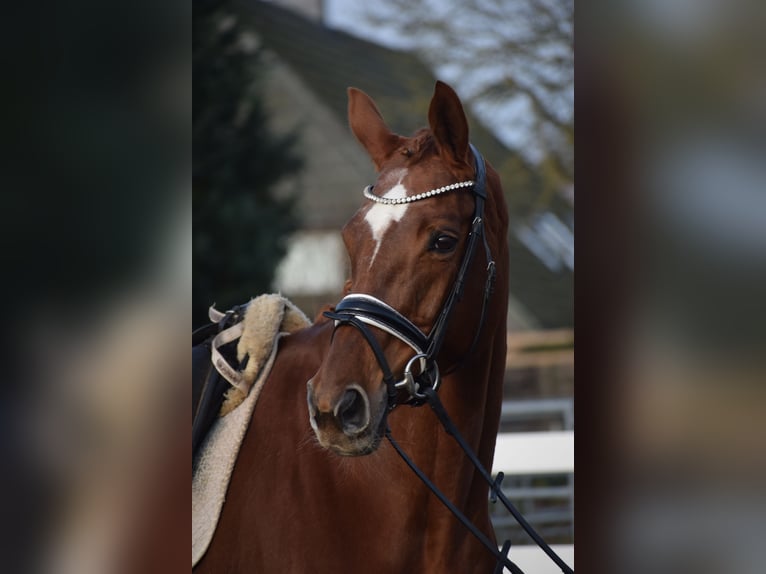 Hannover Giumenta 13 Anni 174 cm Sauro scuro in Dätgen