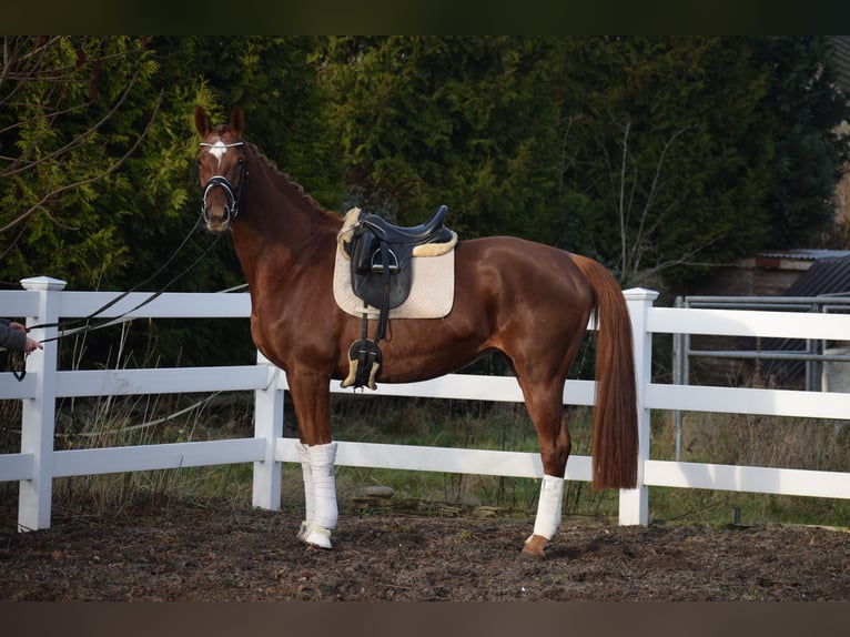 Hannover Giumenta 13 Anni 174 cm Sauro scuro in Dätgen