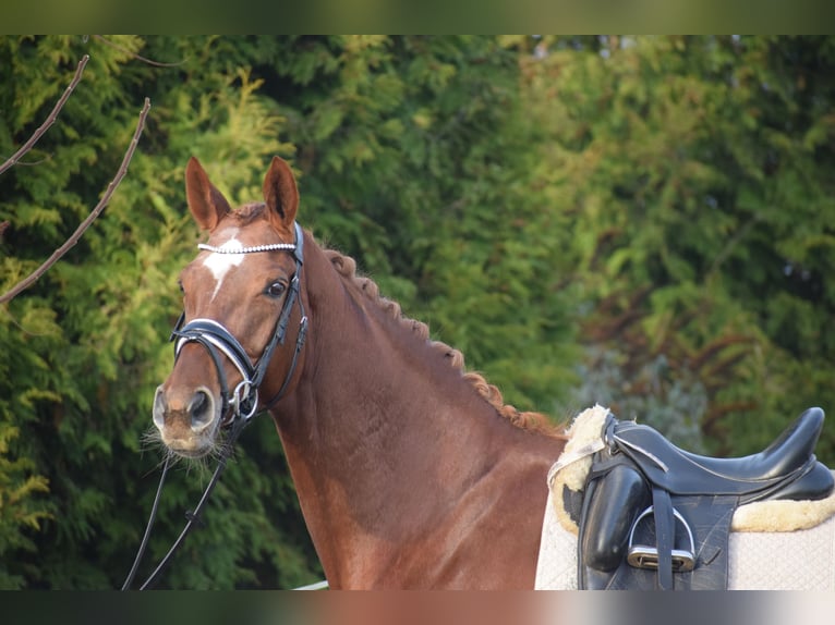 Hannover Giumenta 13 Anni 174 cm Sauro scuro in Dätgen