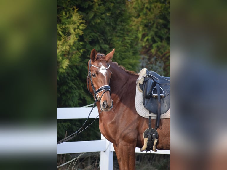 Hannover Giumenta 13 Anni 174 cm Sauro scuro in Dätgen