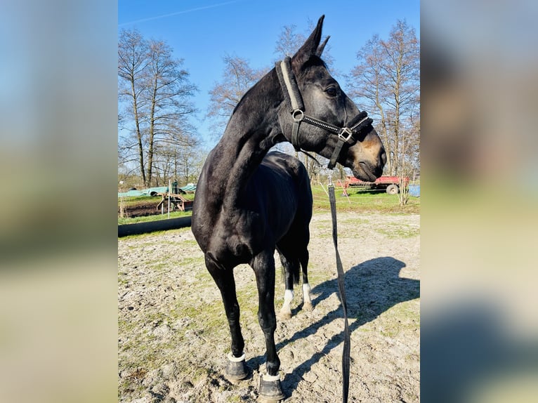 Hannover Giumenta 13 Anni 175 cm Baio nero in Katlenburg-Lindau
