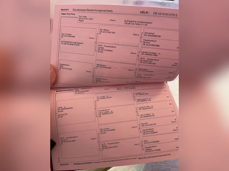 Hannover Giumenta 13 Anni 175 cm Baio nero in Katlenburg-Lindau