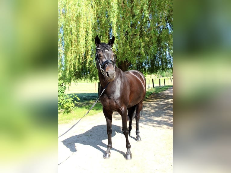 Hannover Giumenta 13 Anni 175 cm Baio scuro in Ratingen